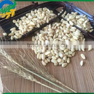 Chinese Pinenut Kernel Big Size thumbnail-1