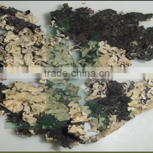 PARMELIA PERLATA thumbnail-1