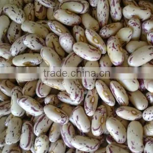 Light Speckled Kideny Bean thumbnail-1