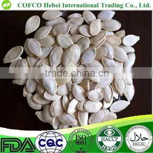 13mm up Snow White Pumpkin Seeds thumbnail-1