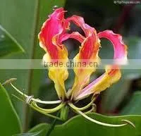 Gloriosa Superba Extract (Thiocolchicoside) IP/FP thumbnail-1