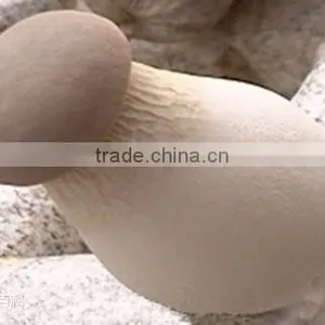 Pleurotus Eryngii With ISO, HACCP and GAP Certification thumbnail-1