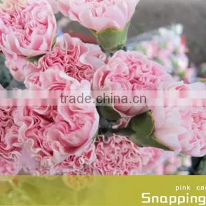 Fresh Cut Flower Carnation All Colour Mother's Day thumbnail-2