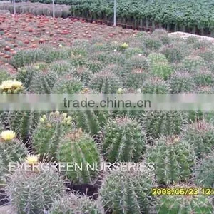 Ferocactus Horridus thumbnail-1