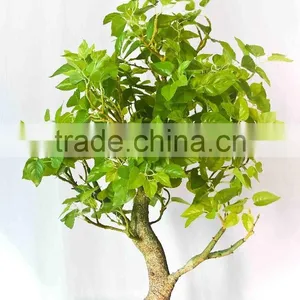 Small Fake Bonsai Trees thumbnail-2