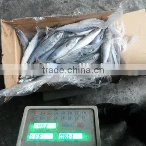 Japanese Fish Company Frozen Fish Saury 60g thumbnail-1