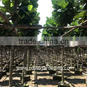 Ficus Lyrata Dia 4-20cm thumbnail-1