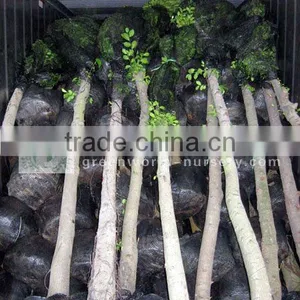 Ficus Nitida Landscaping Trees Loaded Inside Container thumbnail-1