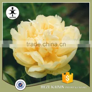 MY TEST Herbaceous Peony Plant Root thumbnail-5