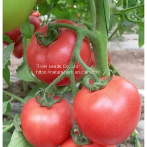 100pcs Tomato Seeds for Planting Good Prices Hybrid Tomato Seeds From China thumbnail-3