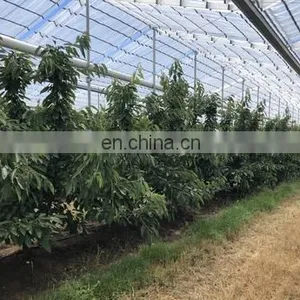 Innovative Covers for Actinidia and Cherry Orchards and Grape thumbnail-2