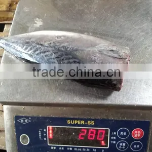 2015 Frozen Bonito HGT 150-300g/pc New Processing thumbnail-1