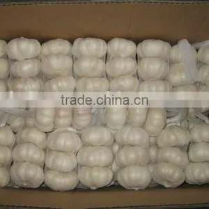 Pure White Garlic thumbnail-1