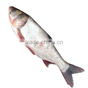 Frozen Silver Carp / White Carp thumbnail-1