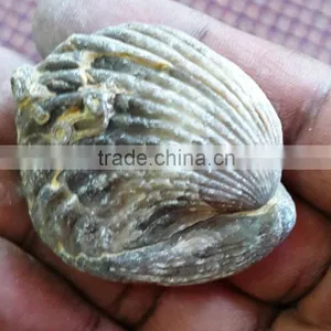 Fossil for Sale thumbnail-3
