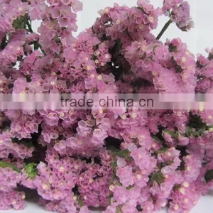 Colorful Hot Sale Decorative Supplies Myosotis thumbnail-1