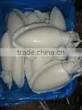 FROZEN CUTTLEFISH WHOLE CLEANED IQF thumbnail-1
