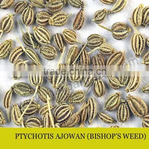 BISHOP'S WEED thumbnail-1