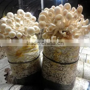 King Oyster Mushroom Spawn Growing Kit thumbnail-2