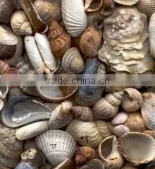 Sea Shell thumbnail-1