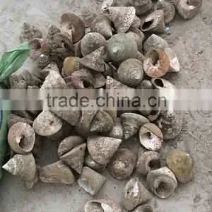 Trochus Niloticus Raw Shell Material for Trocas thumbnail-2