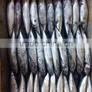 Bonito Tuna Fish thumbnail-1