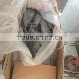 Hot Sale Whole Round Seafrozen High Quality Bonito Tuna thumbnail-3