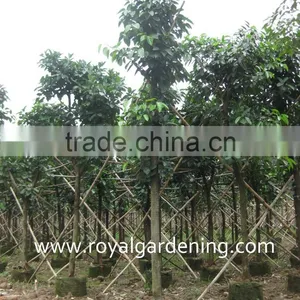 Ficus Altissima Tropical Trees thumbnail-1