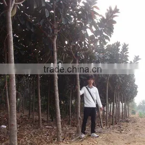 Ficus Elastica Trees thumbnail-1