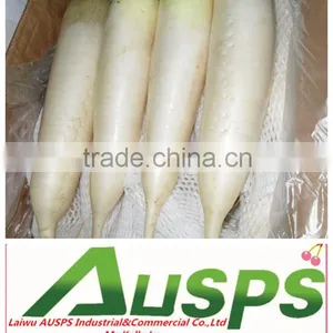 Chinese Fresh White Radish thumbnail-1