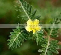 Tribulus Terrestris Powder thumbnail-1