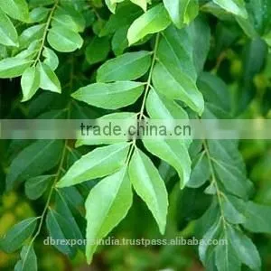 Curry Leaf Extract (Co2) thumbnail-1