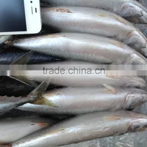 2016 New Caught Whole Round Mackerel 300-400g for Market thumbnail-2