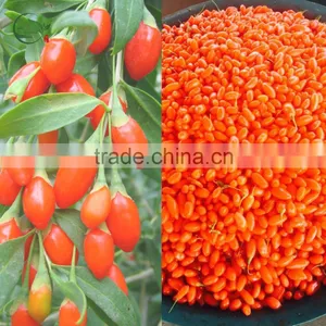 Dried Goji Berry Organic Goji Berries thumbnail-5