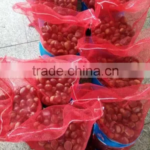 CHINESE CHESTNUTS/ COMMON CHESTNUTS thumbnail-3
