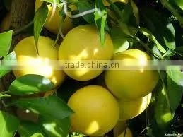 Grapefruit Exporter Marsh Seedless Grapefruit Manufacturer Star Ruby Ruby Red Grapfruit Rio Red Grapefruit thumbnail-1