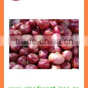 Fresh Red Onion FOR SALE thumbnail-6