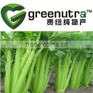 High Quality 98% Apigenin Celery Extract thumbnail-1