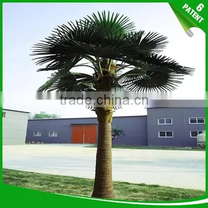 Patented and Customized Date Palm Tree for Garden Decoration thumbnail-1