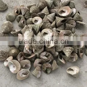Trochus Niloticus Raw Shell Material for Trocas thumbnail-1