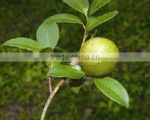 150L High Quality Plants Essential Oil Distillation Macine on Sale thumbnail-1