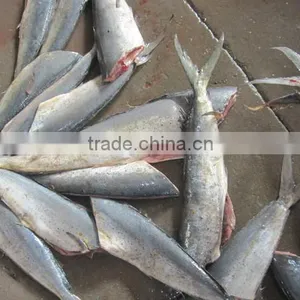 Frozen Mahi Mahi Fish Whole Around (Coryphaena Hippurus) thumbnail-3