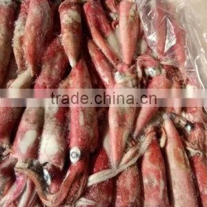 Loligo Squid Sale thumbnail-1