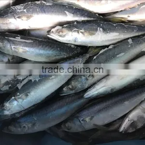 Frozen WR Pacific Mackerel Seafood thumbnail-1
