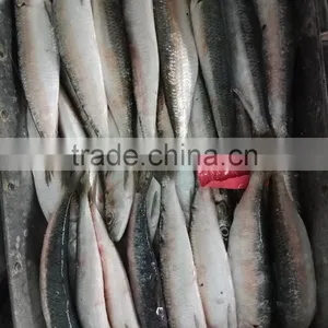 Superior Quality Sardine for Bait on Sale thumbnail-4
