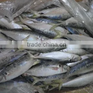 Frozen Horse Mackerel thumbnail-3