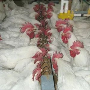 Automatic Chicken Chain Feeding System thumbnail-2