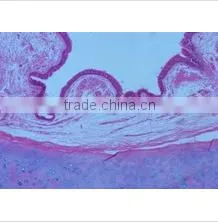 Animal Histology Teaching Slides,Animal Histology Slides,Mammal Histology Slides thumbnail-4