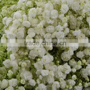 Special Unique Nature Preserved Gypsophila thumbnail-2