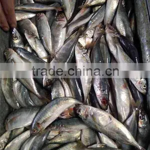 HACCP EU Frozen Horse Mackerel From Pacific Ocean thumbnail-2